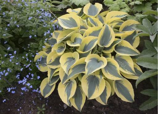 花园最常见的植物：玉簪属植物（Hostas）的护理手册来喽！