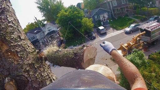 多伦多砍树流程