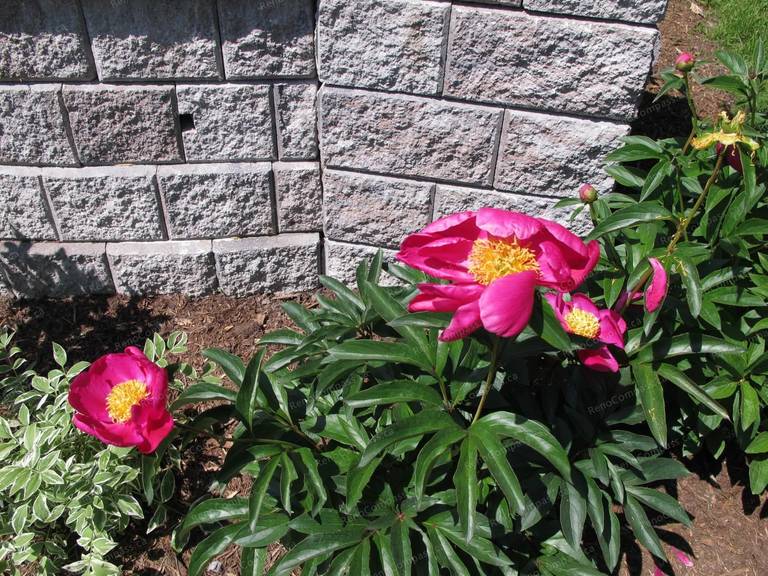 Newmarket Landscaping Renovation - Image 29