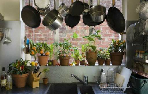 Best Indoor Plants Guide for Home Design & Decor