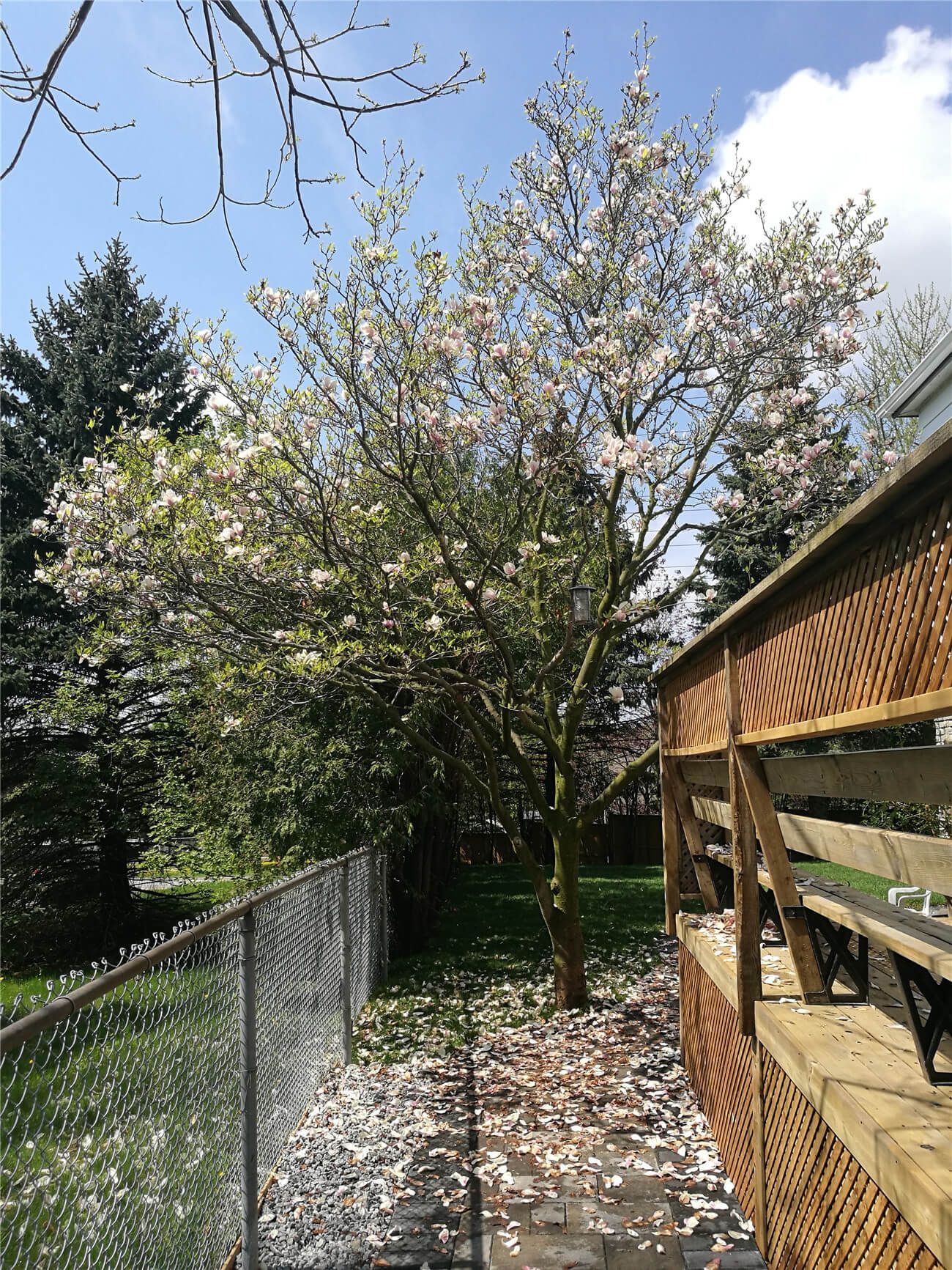 Markham Landscaping Renovation - Image 2