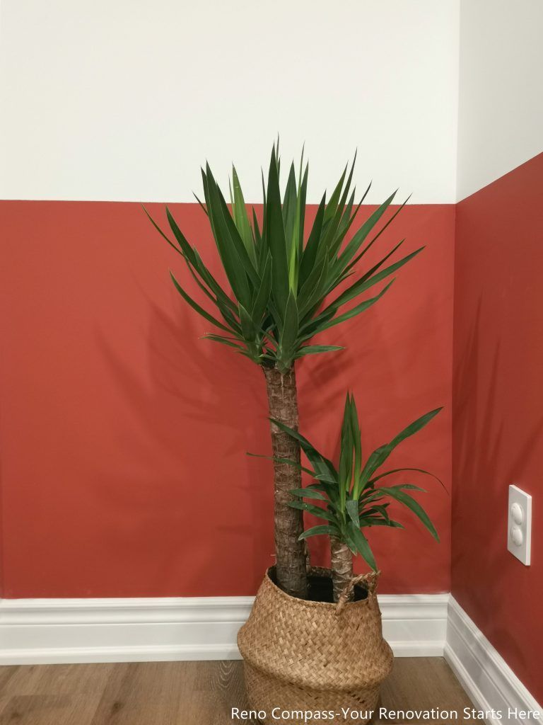 This image highlights a finishing detail from a completed basement renovation in Vaughan, focusing on the accent wall color treatment and upgraded wood flooring. The two-tone wall design adds visual interest and depth, helping define the space while maintaining a clean and modern look. Decorative elements such as indoor plants soften the overall atmosphere and enhance the sense of comfort and livability. Attention to wall finishes, trim work, and flooring consistency reflects the careful execution provided by a professional Toronto renovation company specializing in functional and well-balanced basement spaces.