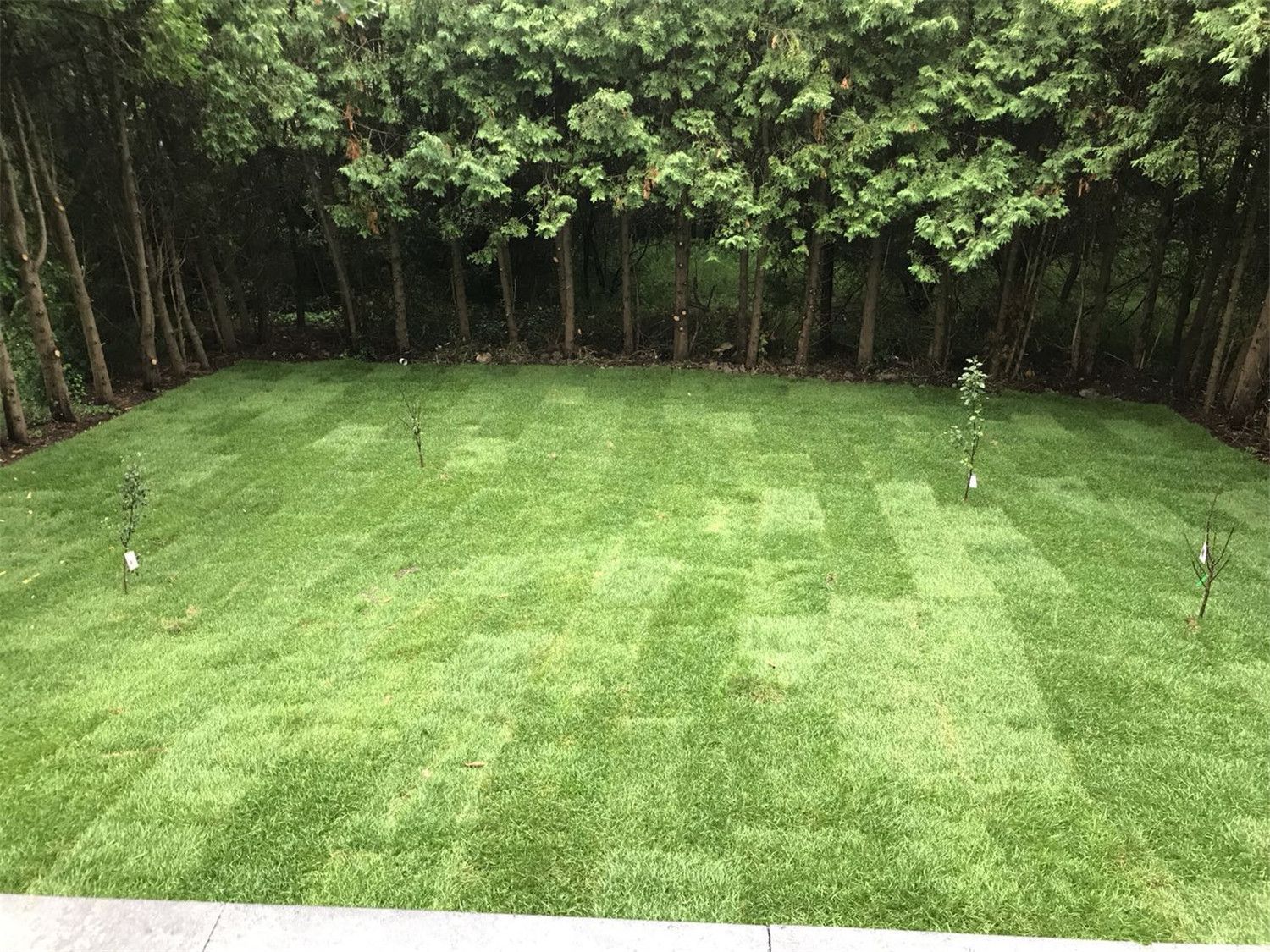 Toronto Landscaping Renovation - Image 10