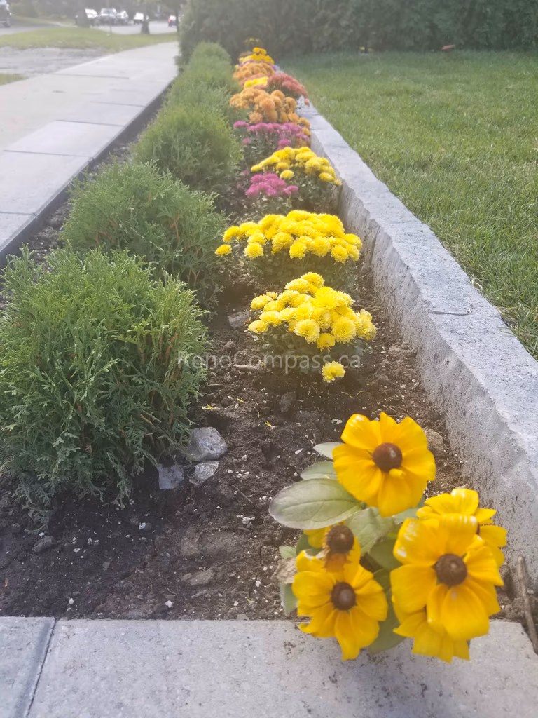 This Toronto front yard landscaping renovation highlights a structured and low-maintenance outdoor upgrade featuring a newly installed raised stone retaining wall, fresh green sod, and neatly arranged seasonal flower beds. Privacy cedar hedges line the property to create a clean and elegant backdrop, while the elevated lawn design improves drainage and visual balance. Completed by a professional Toronto landscaping renovation team, this project enhances curb appeal and creates a polished, welcoming entrance for the home.