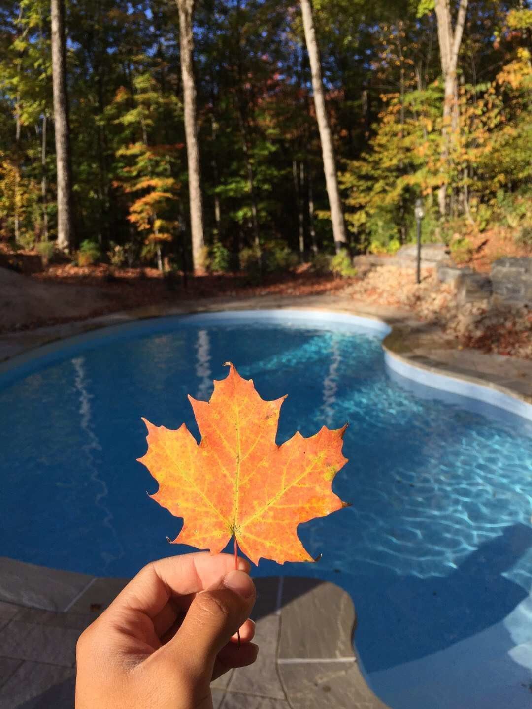 Completed custom backyard swimming pool project in Toronto showcasing a curved pool design surrounded by natural trees and landscaped outdoor space. This finished pool installation highlights professional construction, clean water finish, and a relaxing residential environment built by an experienced Toronto renovation contractor.