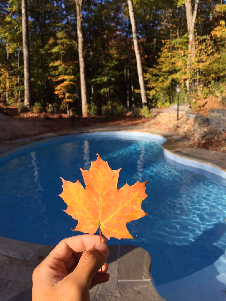Completed custom backyard swimming pool project in Toronto showcasing a curved pool design surrounded by natural trees and landscaped outdoor space. This finished pool installation highlights professional construction, clean water finish, and a relaxing residential environment built by an experienced Toronto renovation contractor.